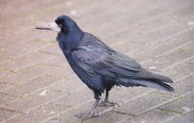 Attēlu rezultāti vaicājumam “Corvus frugilegus adult”