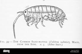 Attēlu rezultāti vaicājumam “Talitrus saltator”
