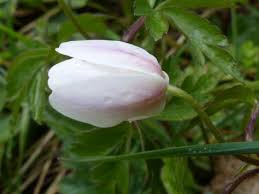 Attēlu rezultāti vaicājumam “Anemone nemorosa bud”