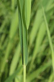 Attēlu rezultāti vaicājumam “Leersia oryzoides”