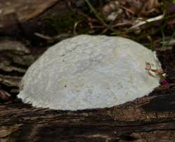 Attēlu rezultāti vaicājumam “Reticularia lycoperdon young”