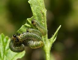 Attēlu rezultāti vaicājumam “Nematus ribesii larva”