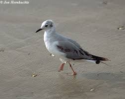 Image result for Chroicocephalus philadelphia