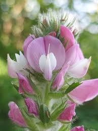 Attēlu rezultāti vaicājumam “Ononis arvensis flower”