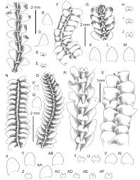 Attēlu rezultāti vaicājumam “Calypogeia neesiana”