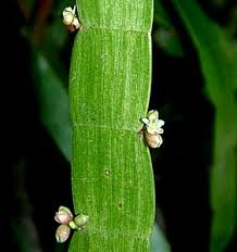 Attēlu rezultāti vaicājumam “Homalia trichomanoides sporophyte”