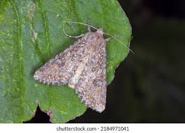 Attēlu rezultāti vaicājumam “Mamestra brassicae exuvia”