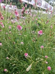 Image result for Sanguisorba officinalis