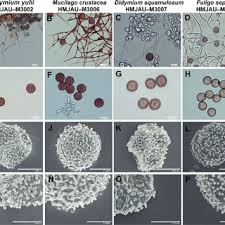 Attēlu rezultāti vaicājumam “Fuligo laevis spores”