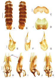 Attēlu rezultāti vaicājumam “Aphrophoridae imago”