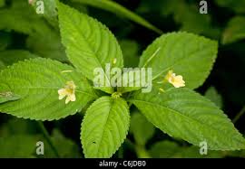 Attēlu rezultāti vaicājumam “Impatiens parviflora fruit”