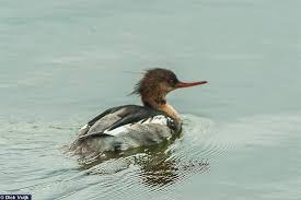 Attēlu rezultāti vaicājumam “Mergus serrator female”