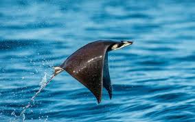 Image result for Mobula munkiana