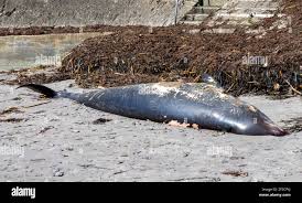 Image result for Mesoplodon bidens