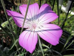 Image result for Agrostemma githago