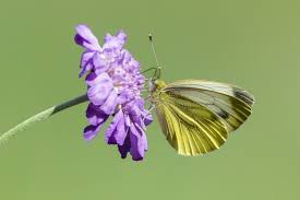 Attēlu rezultāti vaicājumam “Pieris napi female”