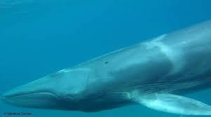 Image result for Balaenoptera omurai