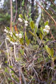 Attēlu rezultāti vaicājumam “Chamaedaphne calyculata fruit”