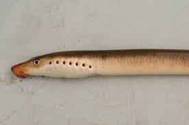 Attēlu rezultāti vaicājumam “Lampetra planeri”