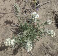 Attēlu rezultāti vaicājumam “Cribraria oregana stalked”