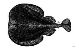 Image result for Tetronarce nobiliana