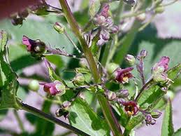 Attēlu rezultāti vaicājumam “Scrophularia umbrosa flower”