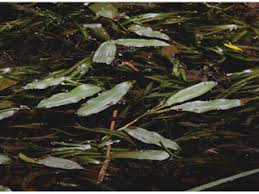 Attēlu rezultāti vaicājumam “Potamogetonaceae”