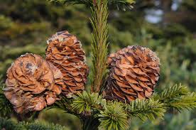 Attēlu rezultāti vaicājumam “Abies mariesii”