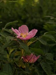 Attēlu rezultāti vaicājumam “Rosa majalis”