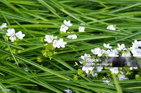 Attēlu rezultāti vaicājumam “Veronica filiformis flower”
