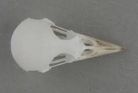 Image result for Melanocorypha yeltoniensis