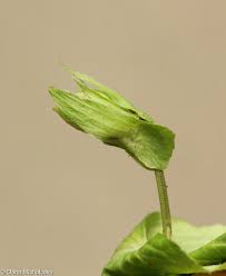 Attēlu rezultāti vaicājumam “Viola mirabilis leaf”