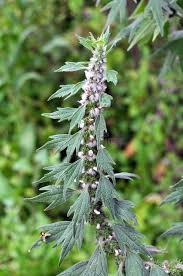 Attēlu rezultāti vaicājumam “Leonurus quinquelobatus leaf”