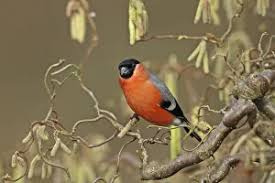 Attēlu rezultāti vaicājumam “Pyrrhula pyrrhula male”