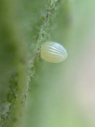 Attēlu rezultāti vaicājumam “Oeneis jutta underside”