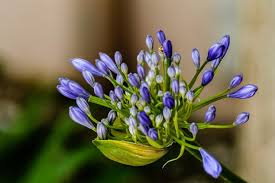 Attēlu rezultāti vaicājumam “Veronica longifolia bud”