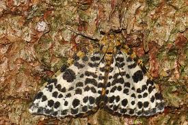 Attēlu rezultāti vaicājumam “Arichanna melanaria”