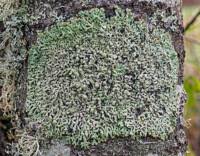 Attēlu rezultāti vaicājumam “Menegazzia terebrata”