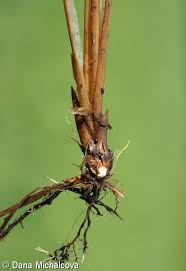 Attēlu rezultāti vaicājumam “Carex acuta fruit”