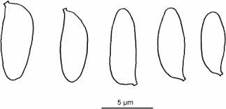 Attēlu rezultāti vaicājumam “Antrodiella faginea”