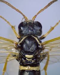 Attēlu rezultāti vaicājumam “Tenthredo scrophulariae exuvia”