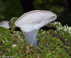 Attēlu rezultāti vaicājumam “Pseudohydnum gelatinosum”