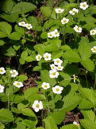 Attēlu rezultāti vaicājumam “Fragaria moschata”