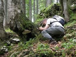 Attēlu rezultāti vaicājumam “Fomitopsis pinicola”
