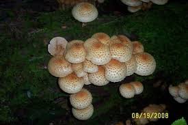 Attēlu rezultāti vaicājumam “Pholiota squarrosoides”