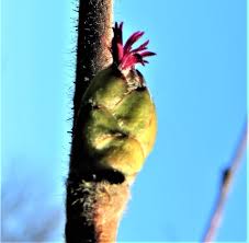 Attēlu rezultāti vaicājumam “Corylus avellana female flower”