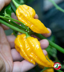 Afbeeldingsresultaat voor yellow fratali hot pepper