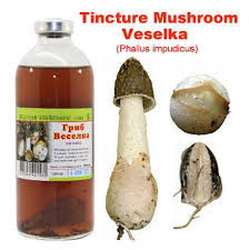 Attēlu rezultāti vaicājumam “Phallus impudicus”