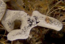 Attēlu rezultāti vaicājumam “Physarum bitectum”