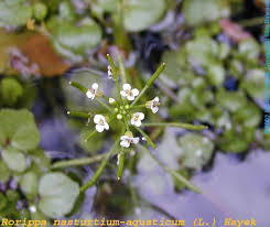 Image result for Rorippa nasturtium-aquaticum